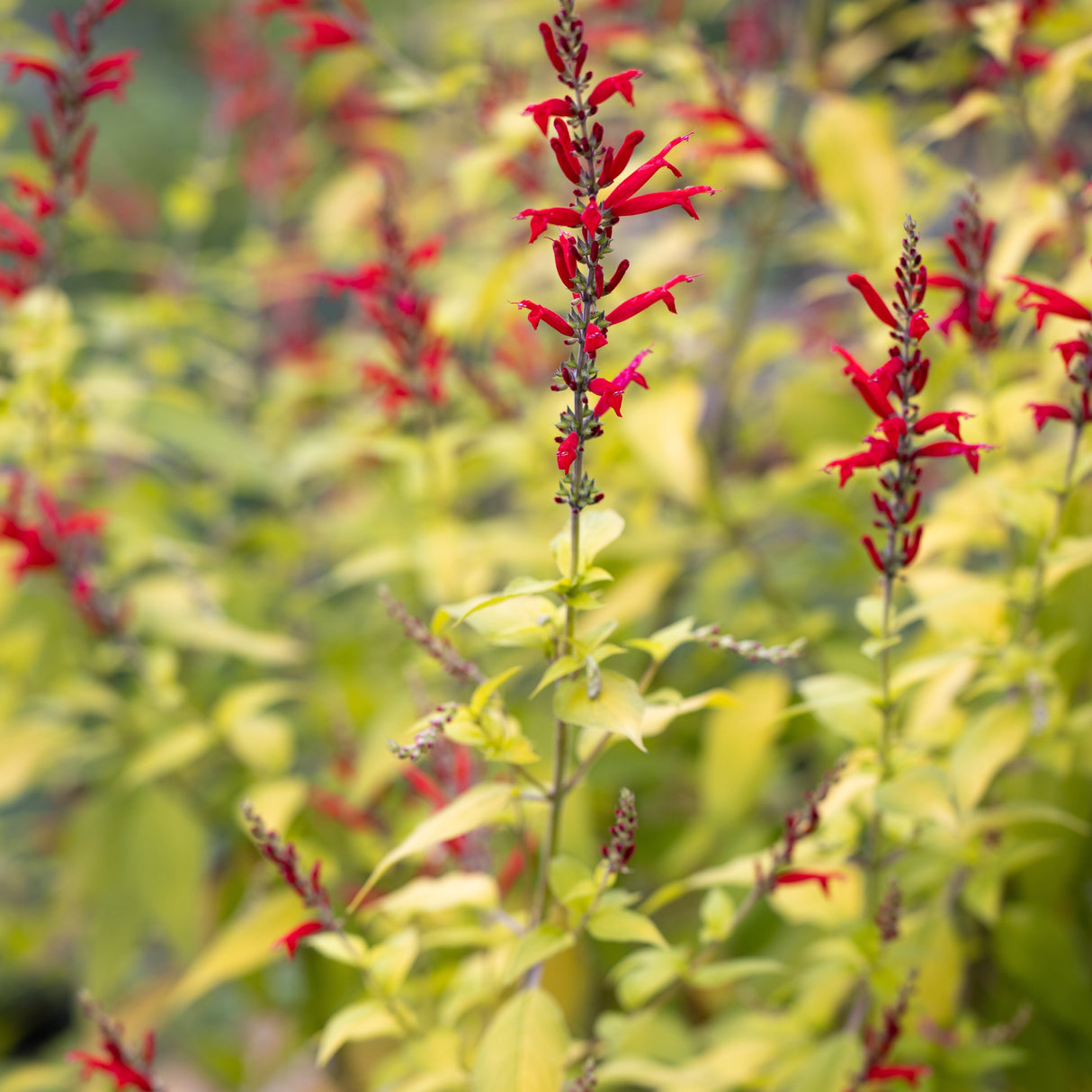 Ananassalvia 10,5cm kruka
