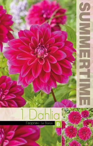 Dekorativ Dahlia 'Le Baron' 1st