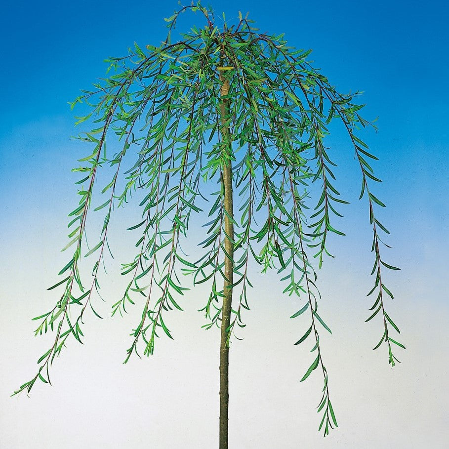 Hängpil 'Pendula' Sh 100-120 co