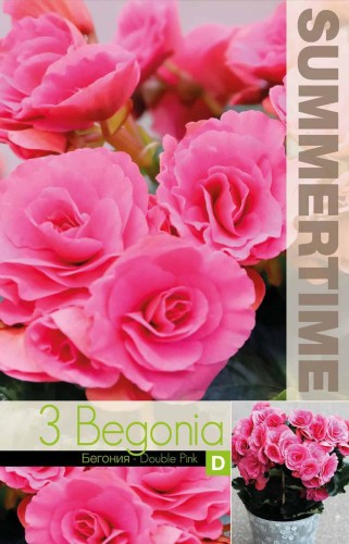 Begonia 'Double Pink' 3st