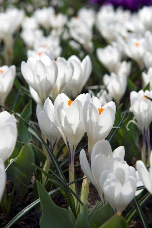 Krokus Storblommig 'Jeanne d'Arc' 12st