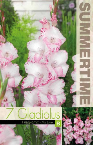 Gladiolus 'My Love' 7st