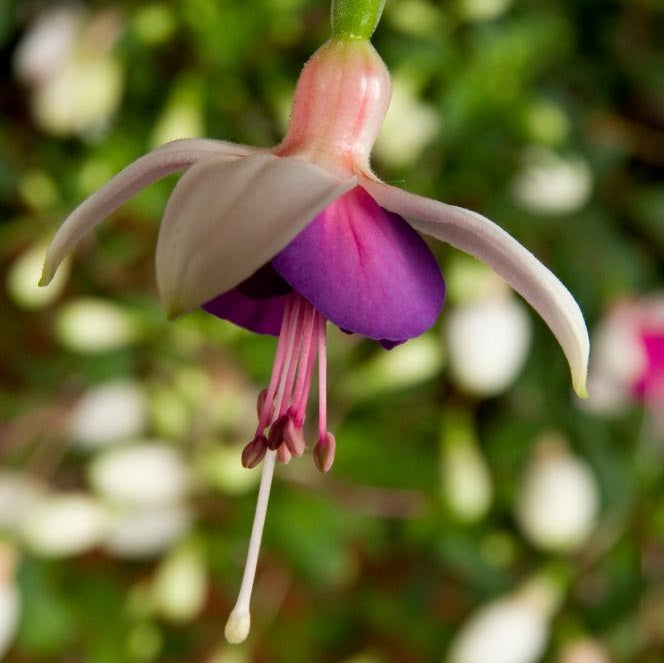Fuchsia (Häng) 'La Campanella' 10,5cm kruka