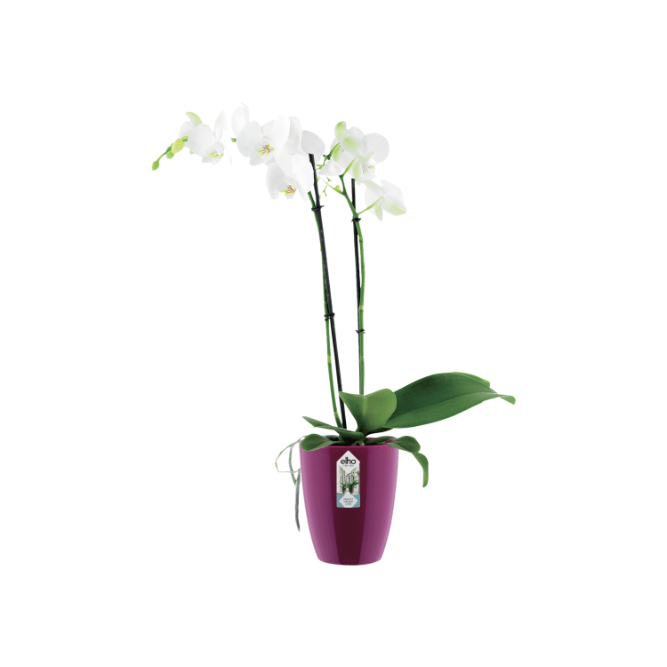 Brussels Orchid High 12,5cm Cherry Red