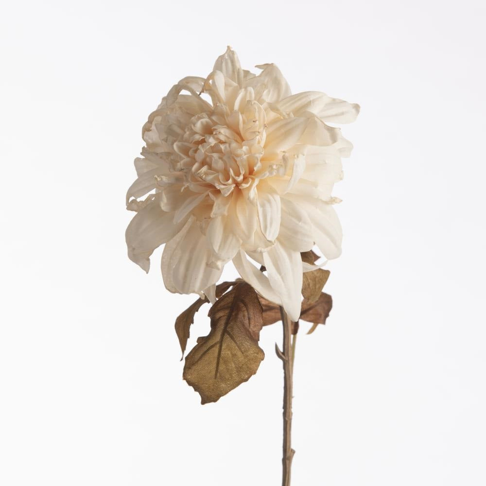 Dahlia Dried cream 74 cm