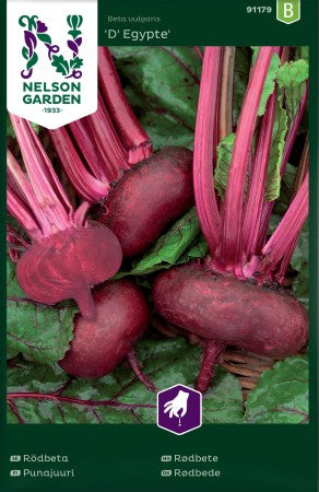 Rödbeta 'D´Egypte'