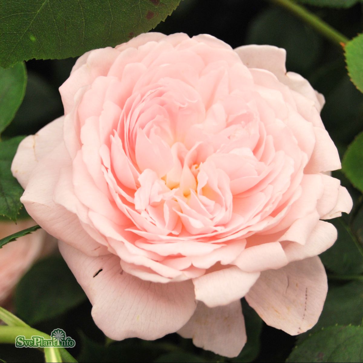 Engelska/Austinros 'Queen Of Sweden' A-kval co