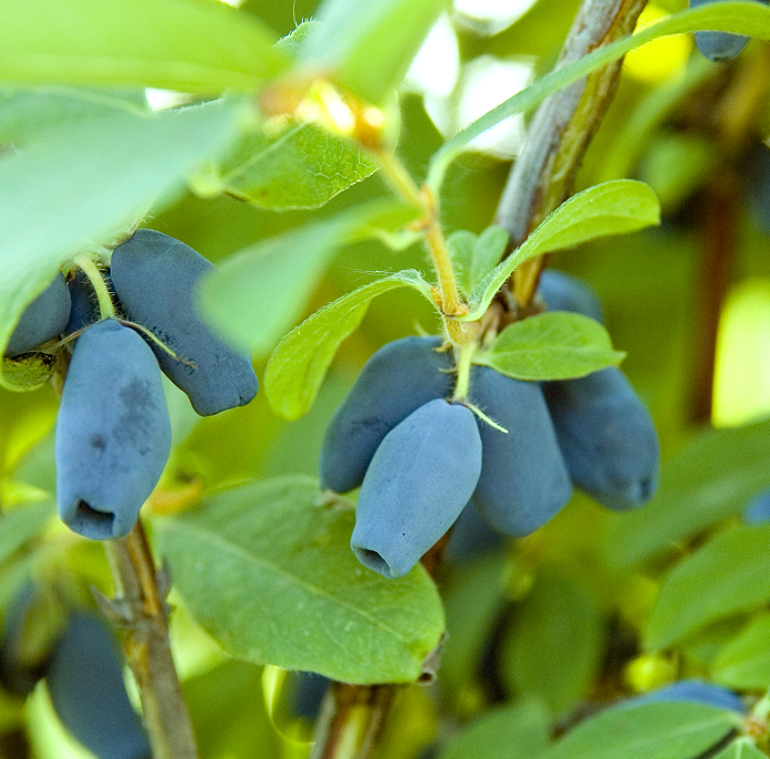 Blåbärstry 'Wojtek' 1-pack i kruka