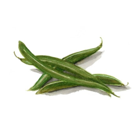 Böna 'Eva'