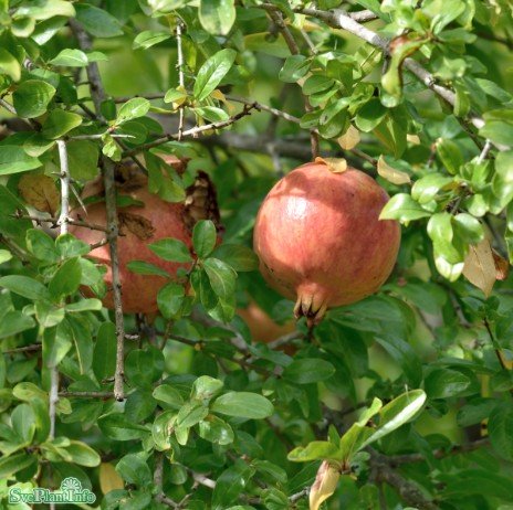 Granatäpple 9cm kruka