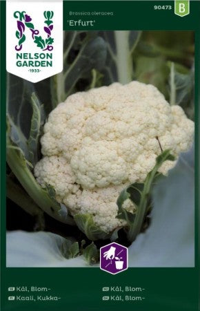 Blomkål 'Erfurt'