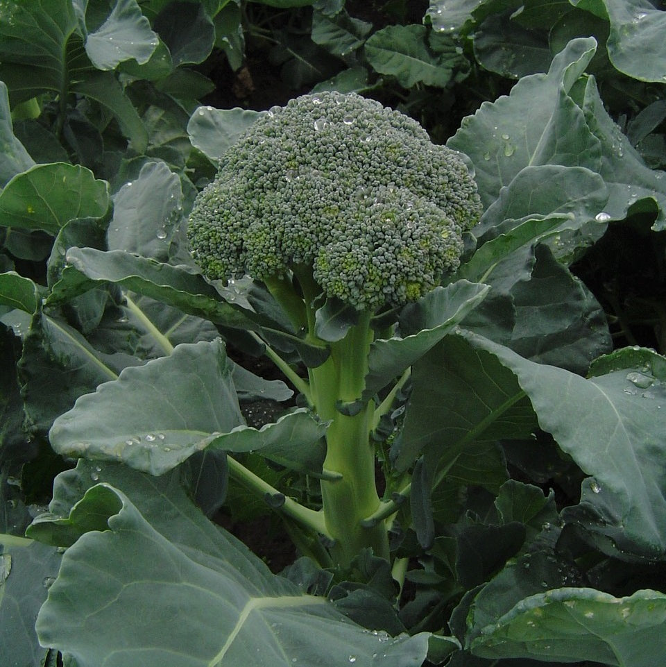 Broccoli 'Skytree' Frö
