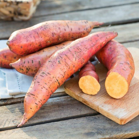 Sötpotatis 'Erato Deep Orange' - 3 plantor