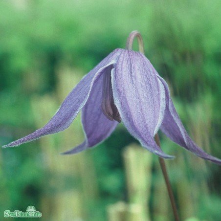 Klematis 'Helsingborg' 1-pack