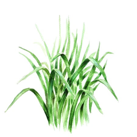 Gräslök 'Kinesisk Gräslök'