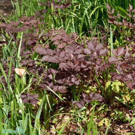 Astilbe 'Chocolate Shogun' 9cm kruka