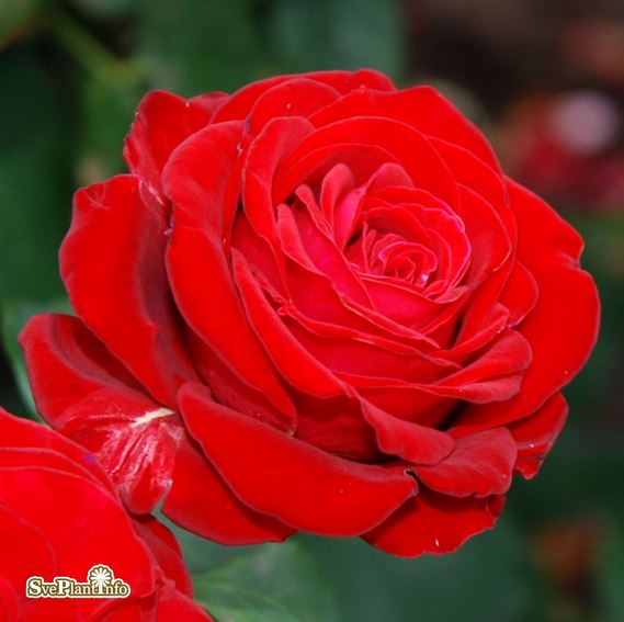 Tehybridros 'Courage' 5-pack barrot