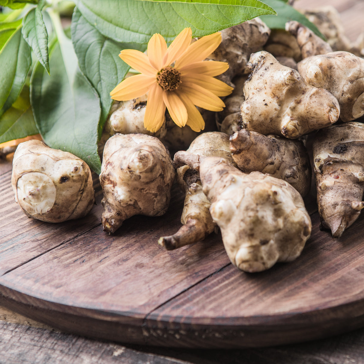 Jordärtkocka - 3 knölar