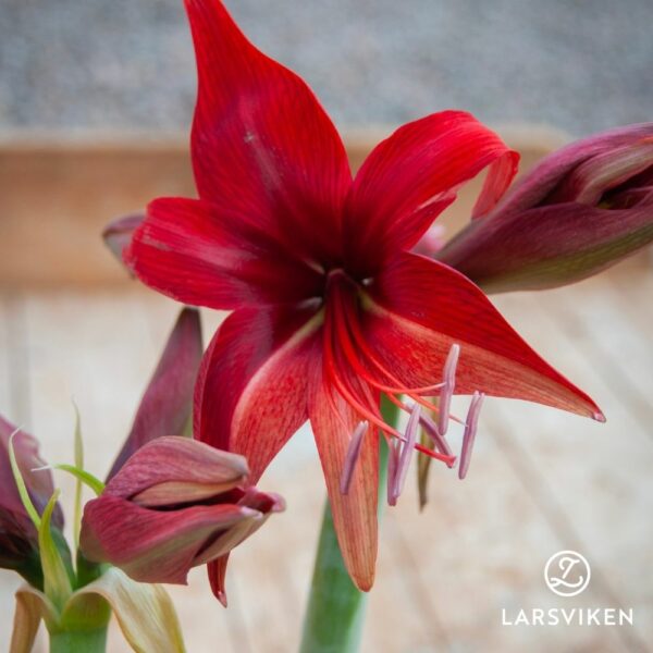 Amaryllis 'Red Amazon' 1st