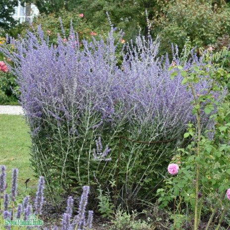 Afghanperovskia 'Blue Spire' 11cm kruka