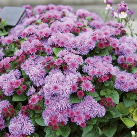 Ageratum 'Cushion Violet' 10,5cm kruka