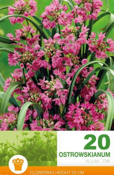 Allium, Berglök 'Ostrowskianum' 20st