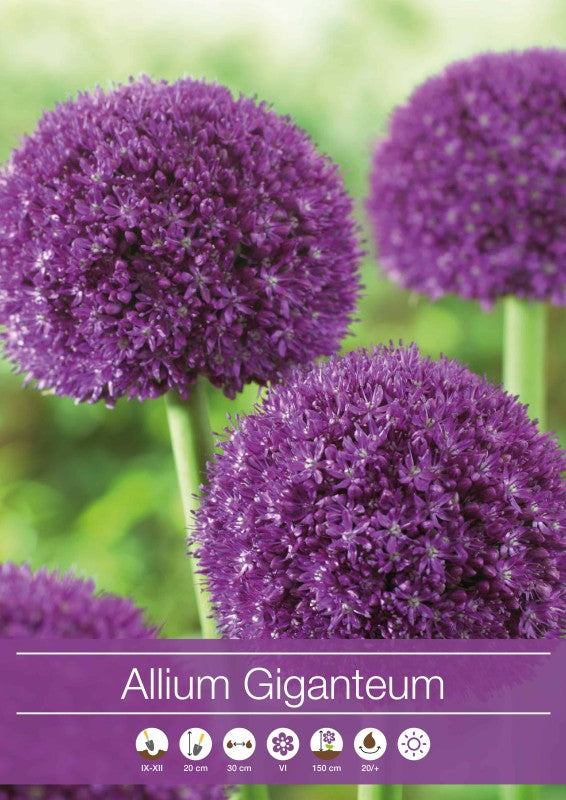 Allium, Prydnadslök 'Giganteum' 1st