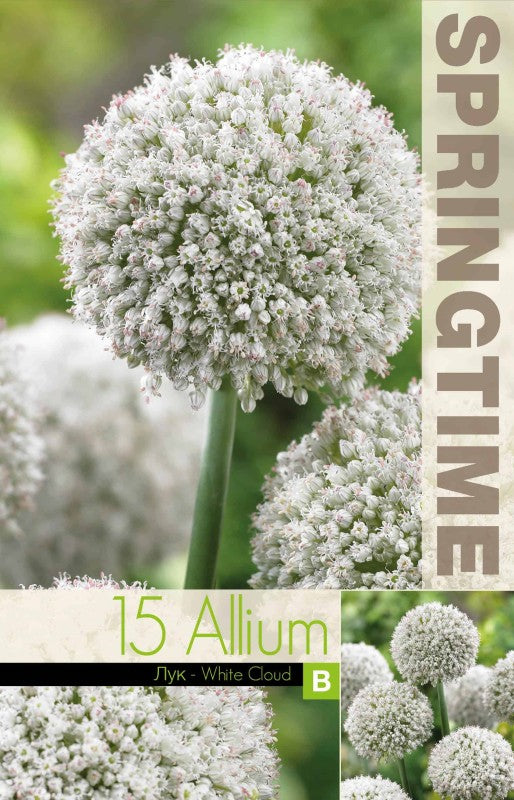 Allium, Prydnadslök 'White Cloud' 8st