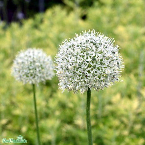 Allium, Prydnadslök 'White Cloud' 8st