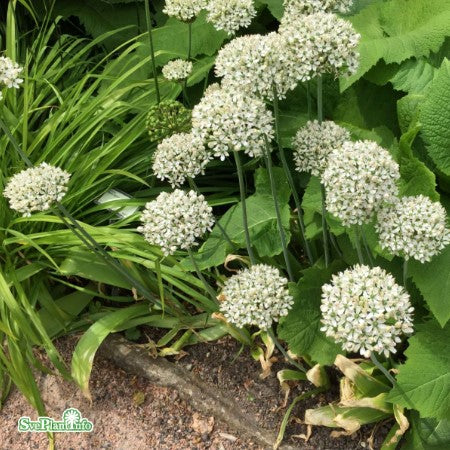 Allium, Svartlök 'Nigrum' 3st