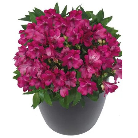 Alströmeria 'Machu' 12cm kruka