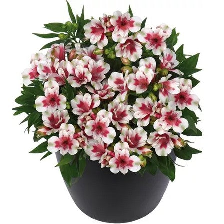 Alströmeria 'Maya' 12cm kruka