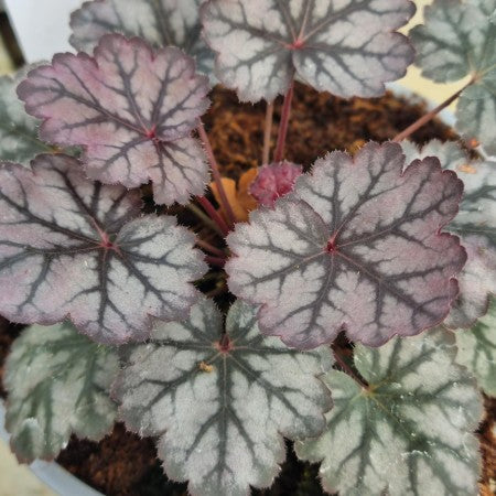 Alunrot 'Glitter' 12cm kruka