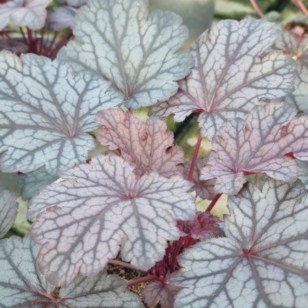 Alunrot 'Milan' 12cm kruka