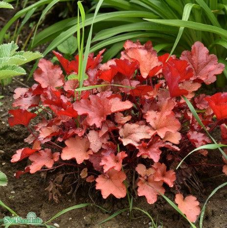 Alunrot 'Peach Flambe' 12cm kruka