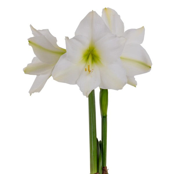 Amaryllis 'Sonata Destiny' 1st