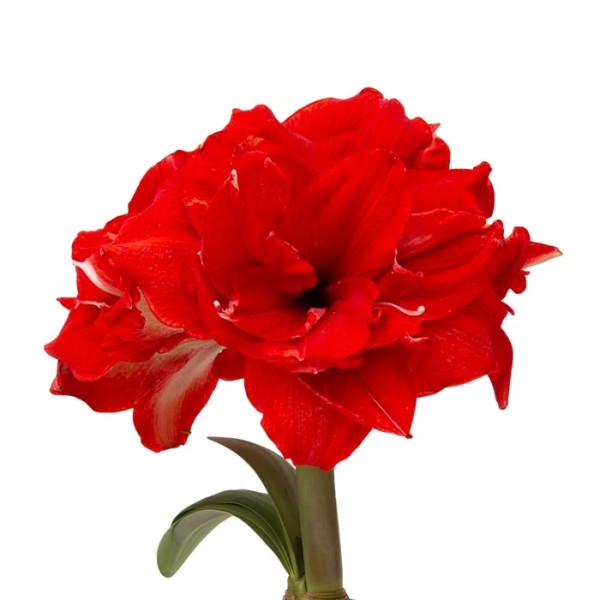 Amaryllis 'Symphony Ragtime' 1st