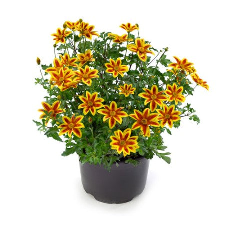 Ampelskära 'Blazing Star' 10,5cm kruka