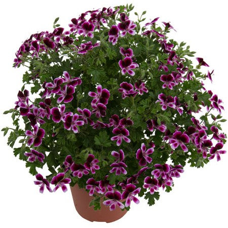 Änglapelargon 'Mosquitaway Eva'