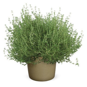 Apelsintimjan 10,5cm kruka