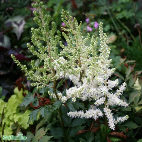 Astilbe 'Ivory Pearls' 9cm kruka