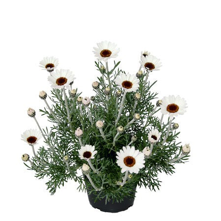 Atlaskrage 'African Spring' 12cm kruka