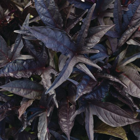Batata 'SolarTower Black' 10,5cm kruka