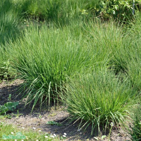 Blåtåtel 'Edith Dudszus' 2L, 10-pack