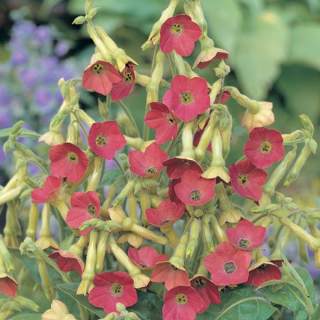 Blomstertobak 'Tinkerbell' 10,5cm kruka
