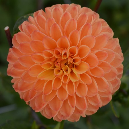 Boll Dahlia 'Souvenir d'ete' 1st