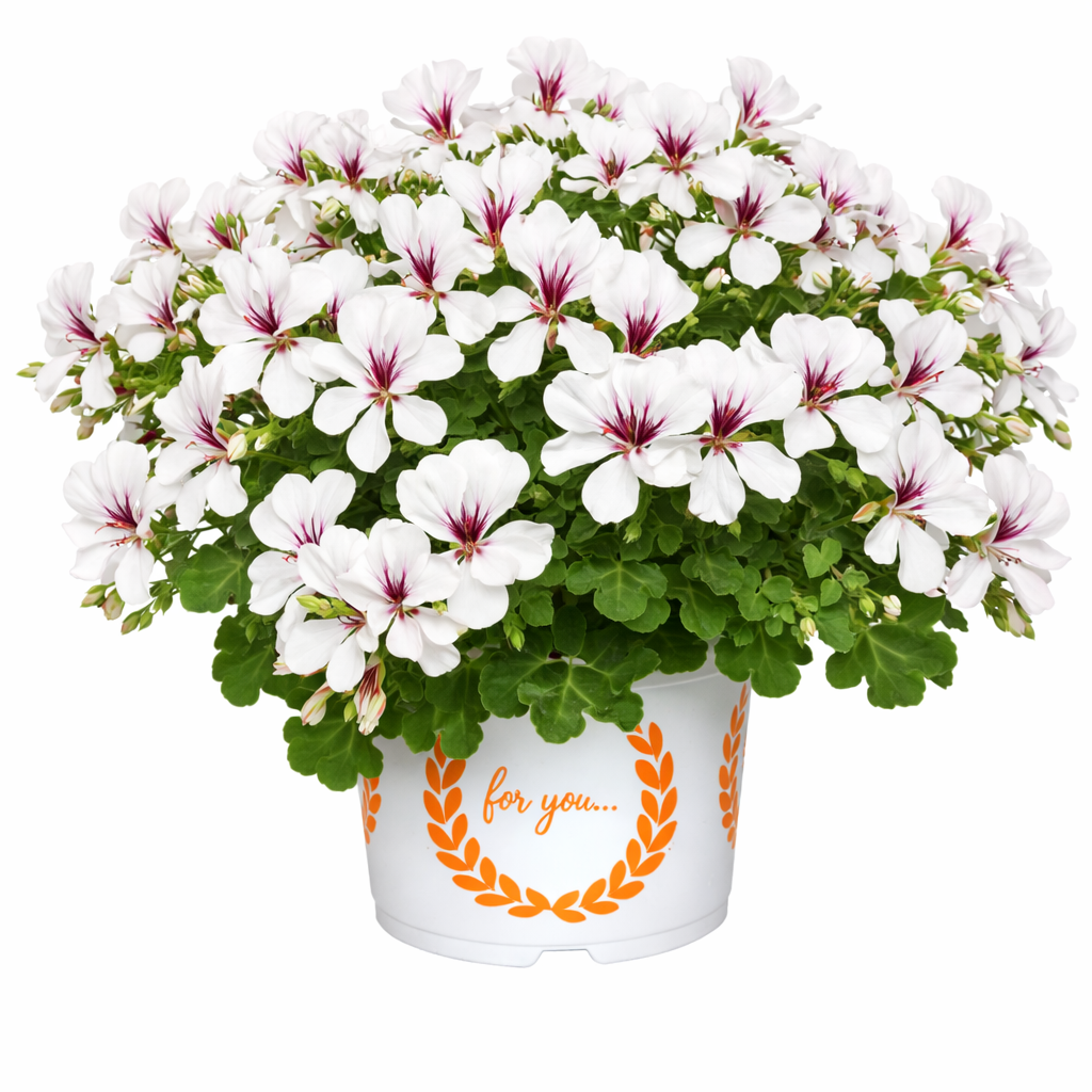 Kaskadpelargon 'Balcon Polar' 3st sticklingar