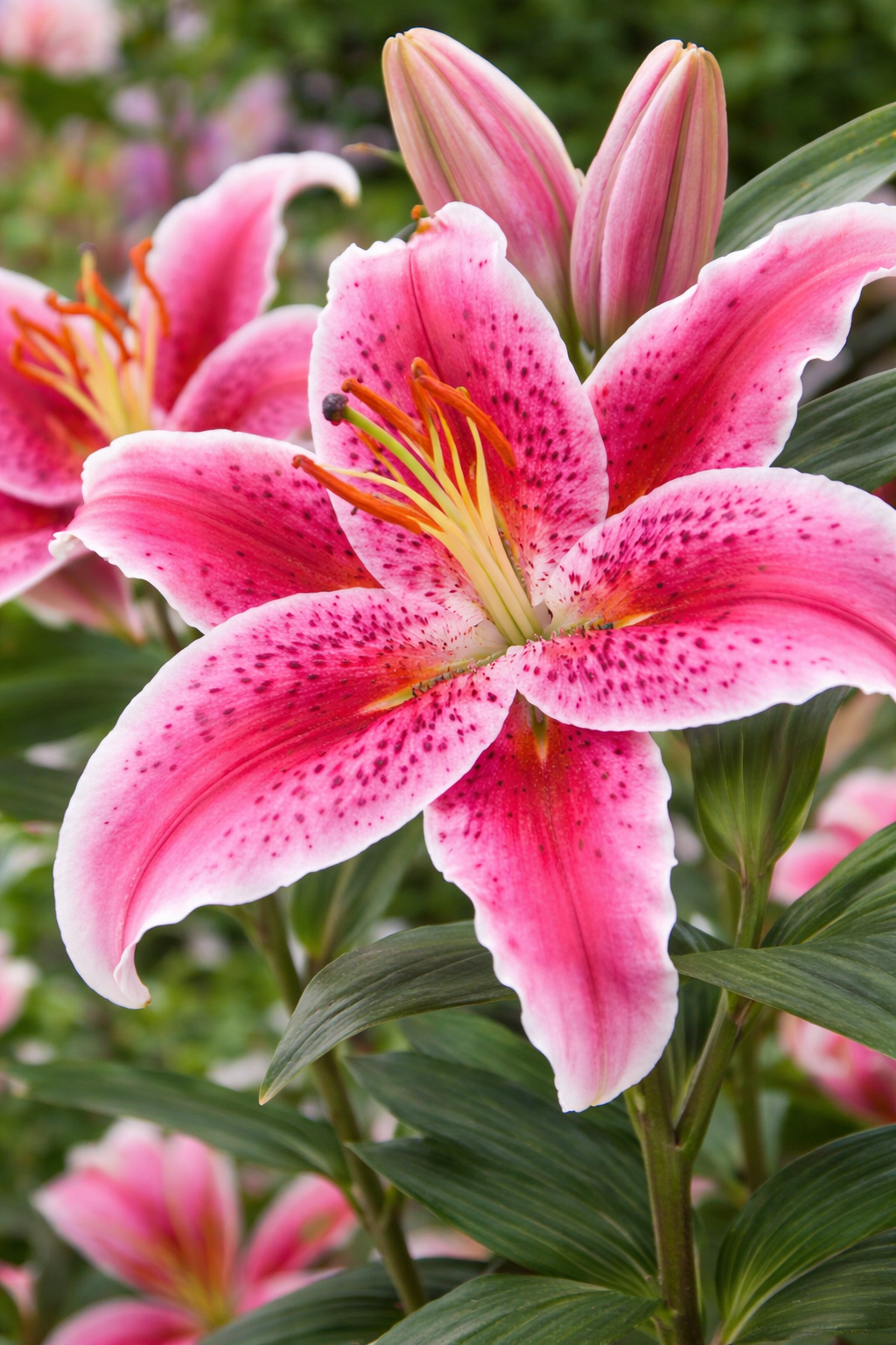 Orientlilja 'Stargazer' 1st