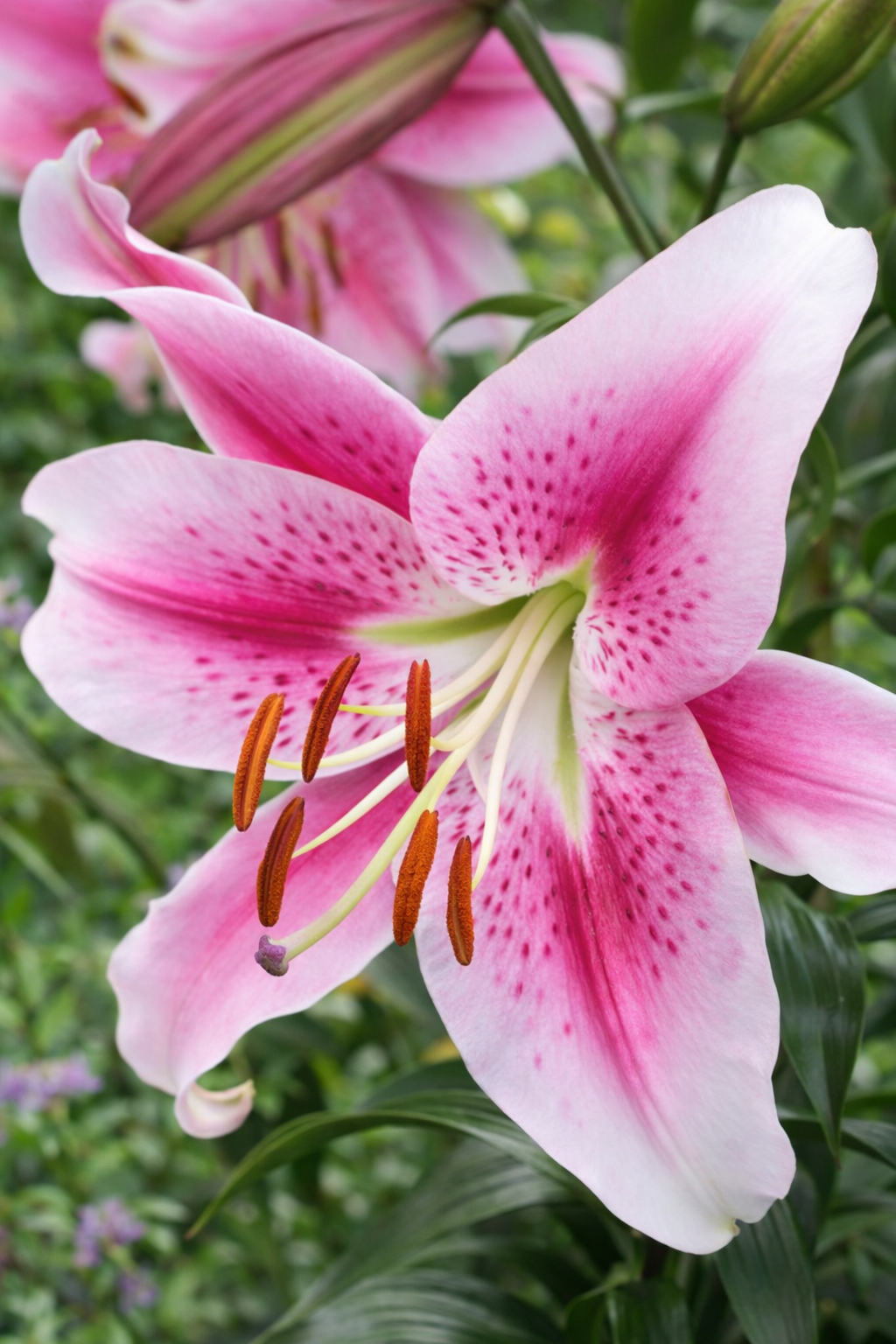 Orientlilja 'Anastasia' 1st