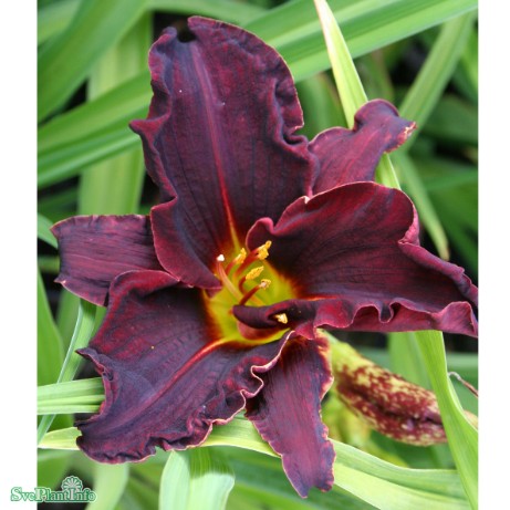 Daglilja 'American Revolution'